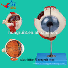 ISO Advanced Eyeball Modell, Anatomisches Augenmodell
